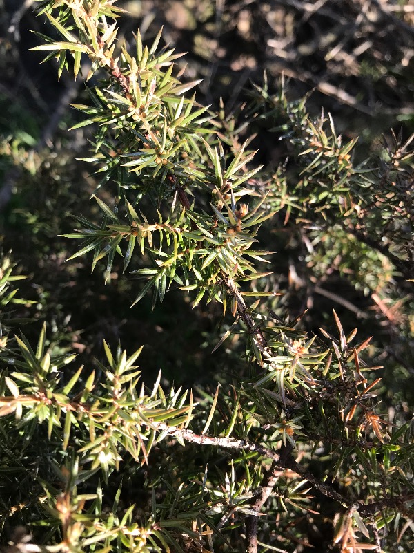 Ene (Juniperus communis)