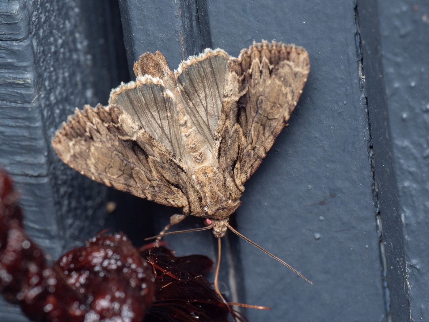 Jordugle (Apamea monoglypha)