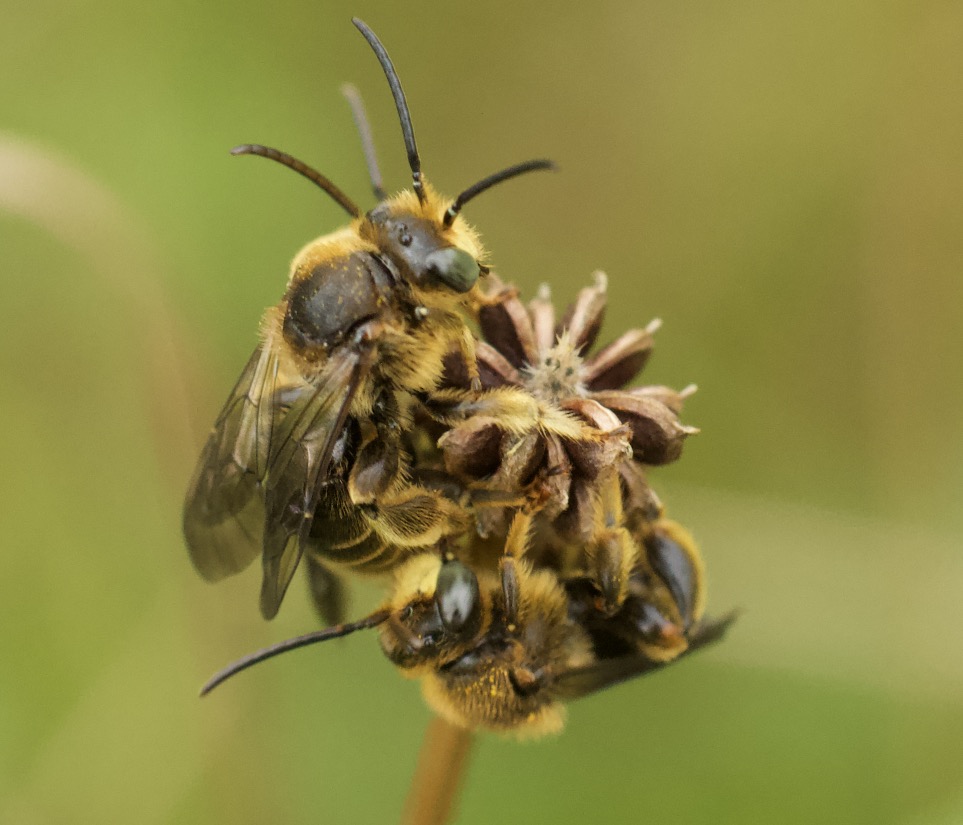 Arter Der Begynder Med 'Phaedrotoma' - Naturbasen