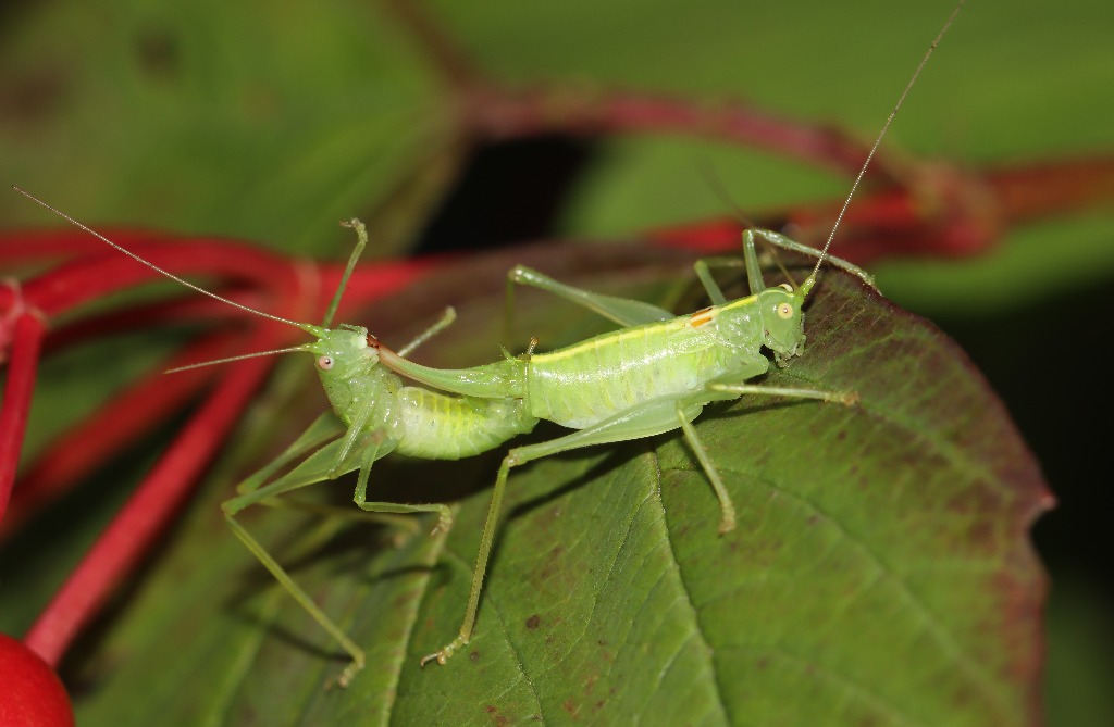 Kortvinget Egegræshoppe (Meconema meridionale)