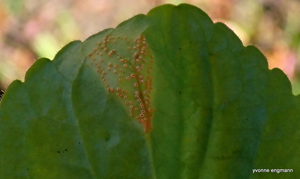 Viol-Tvecellerust (Puccinia violae)