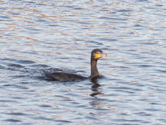 Skarv (Phalacrocorax carbo)