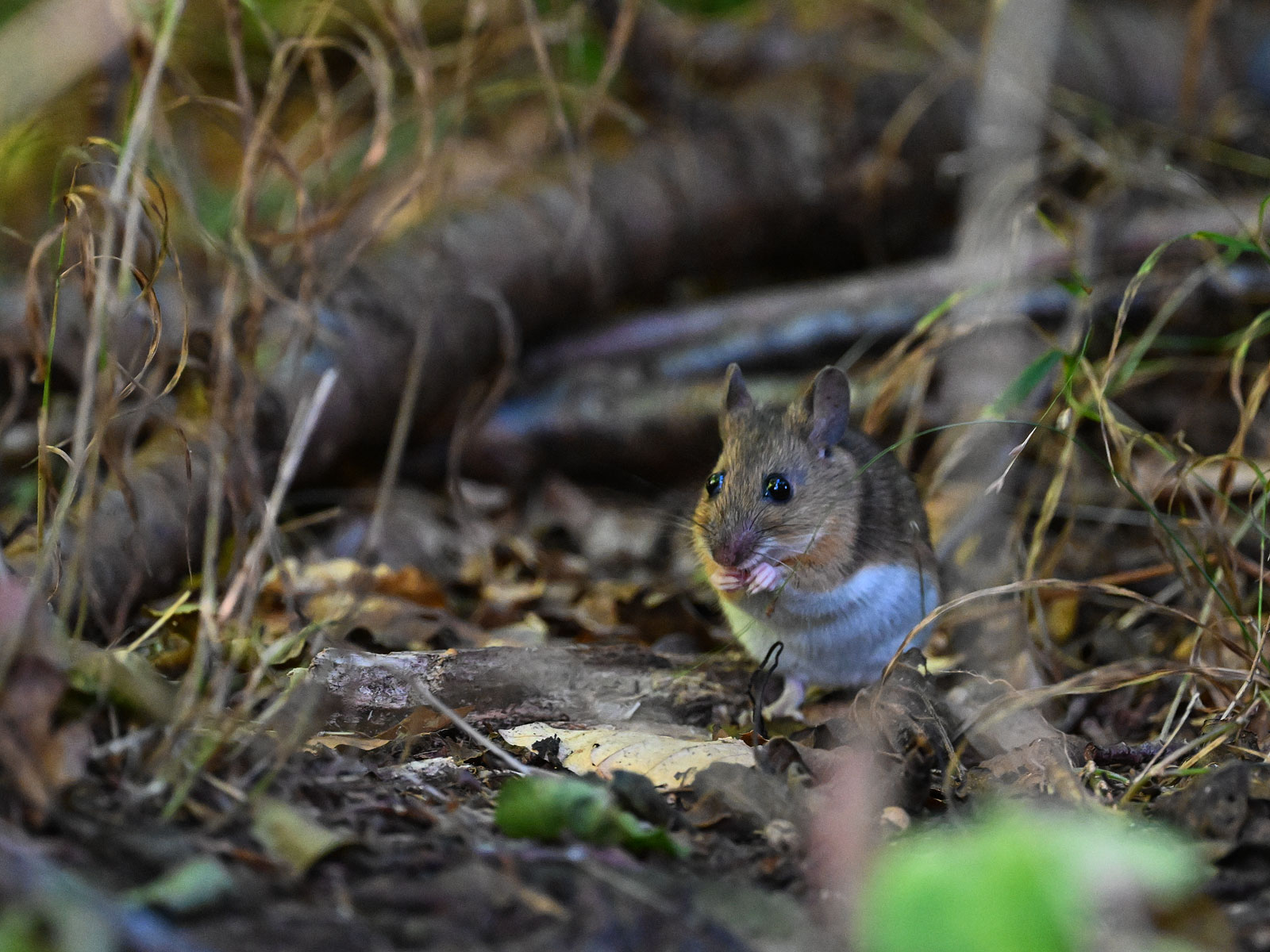Skovmus (Apodemus sylvaticus)