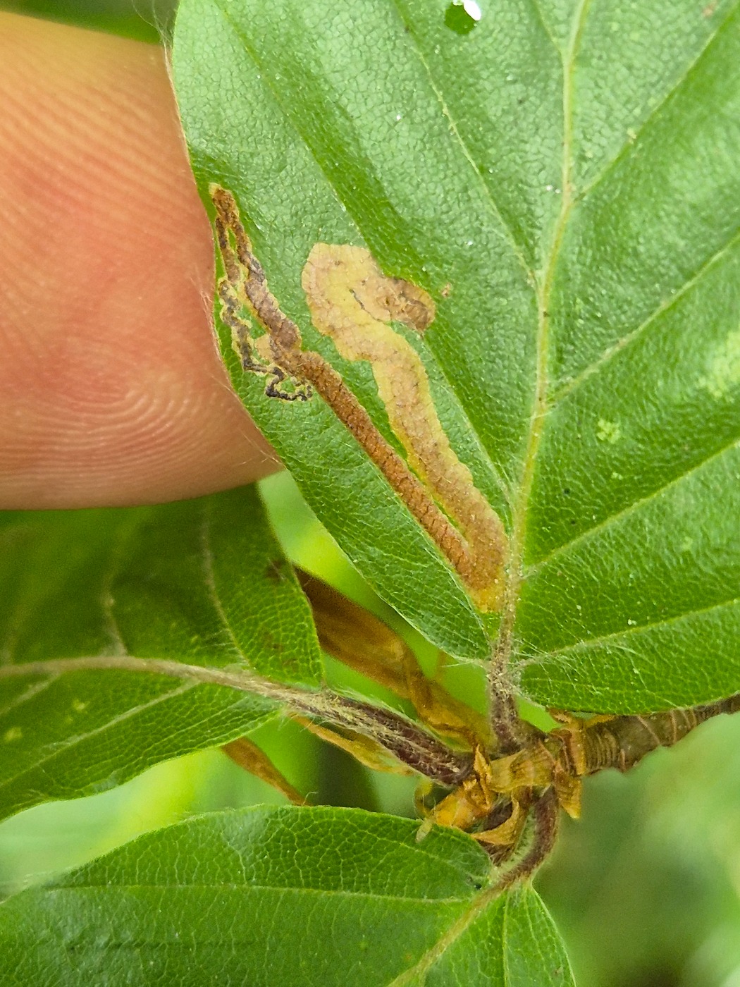 Sortdusket Bøgedværgmøl (Stigmella hemargyrella)
