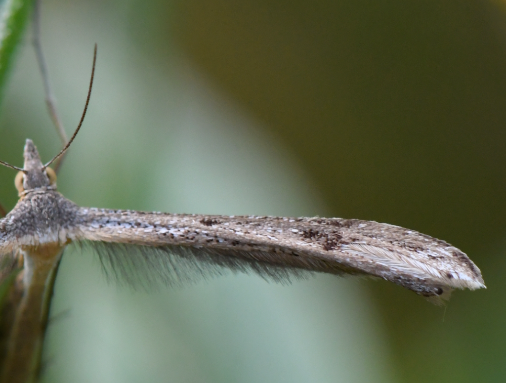 Djævelsbid-Fjermøl (Stenoptilia bipunctidactyla)