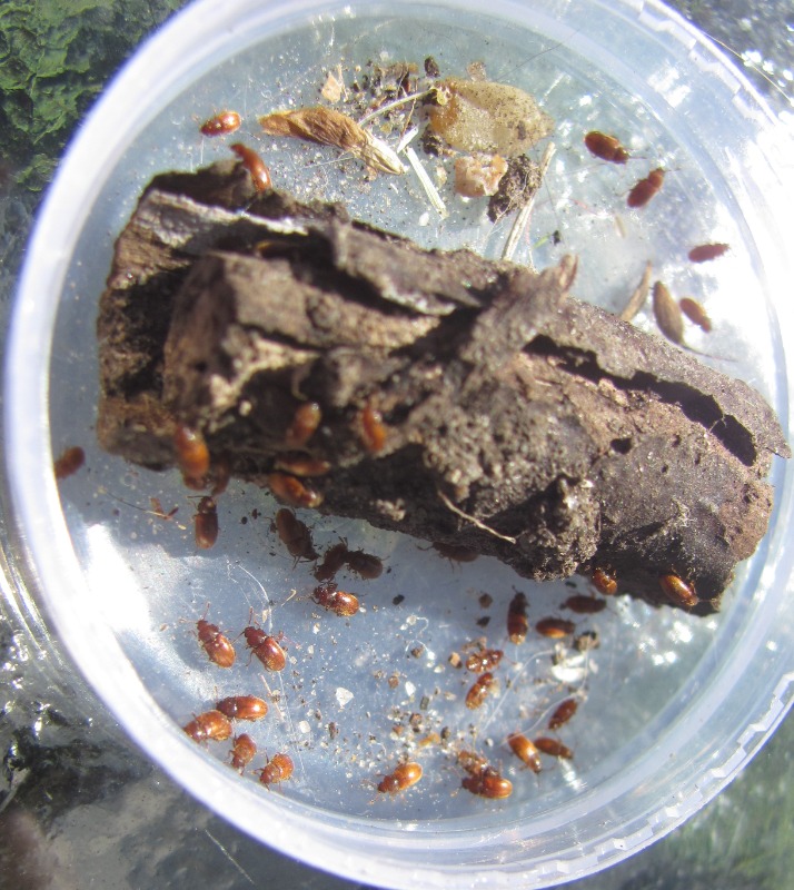 Cryptophagus saginatus (Cryptophagus saginatus)