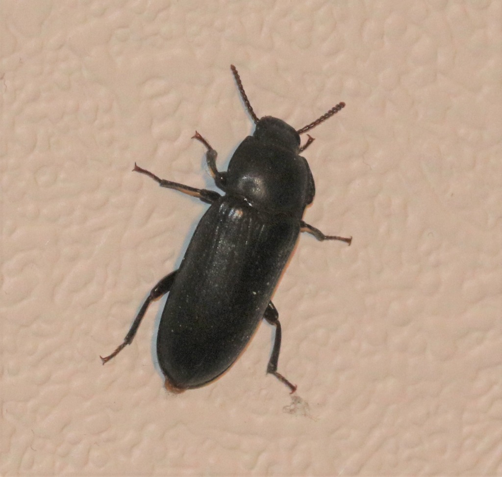 Melskrubbe (Tenebrio molitor)
