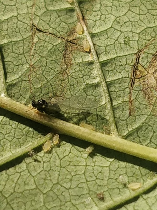 Lille Hindbærbladlus (Aphis idaei)