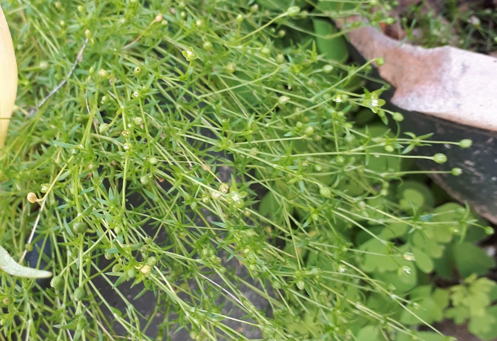 Sagina apetala x procumbens (Sagina apetala x procumbens)