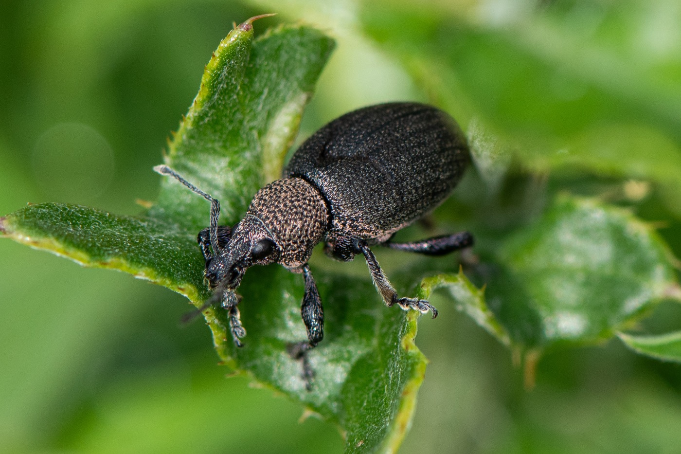 Lucerneøresnudebille (Otiorhynchus ligustici)