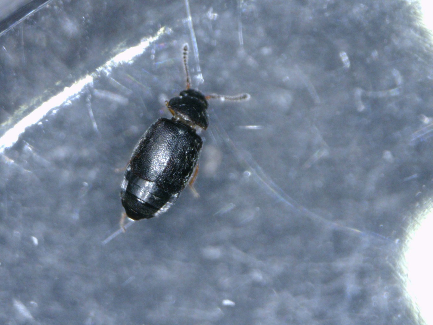 Proteinus sp. (Proteinus sp.)