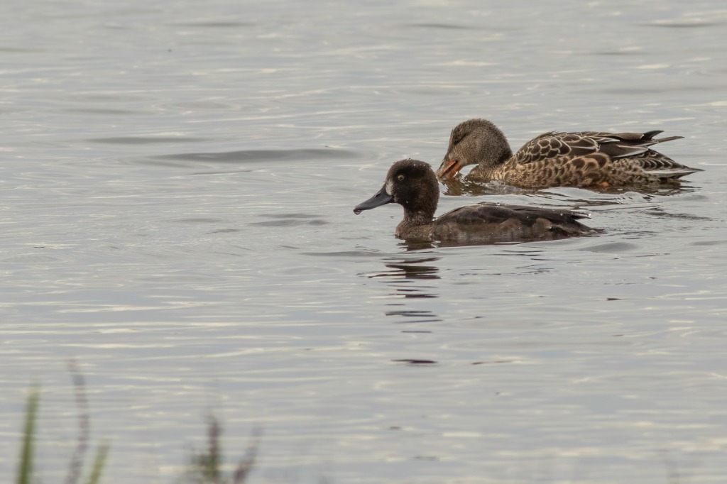 Troldand x Bjergand (hybrid) (Aythya fuligula x A. marila)