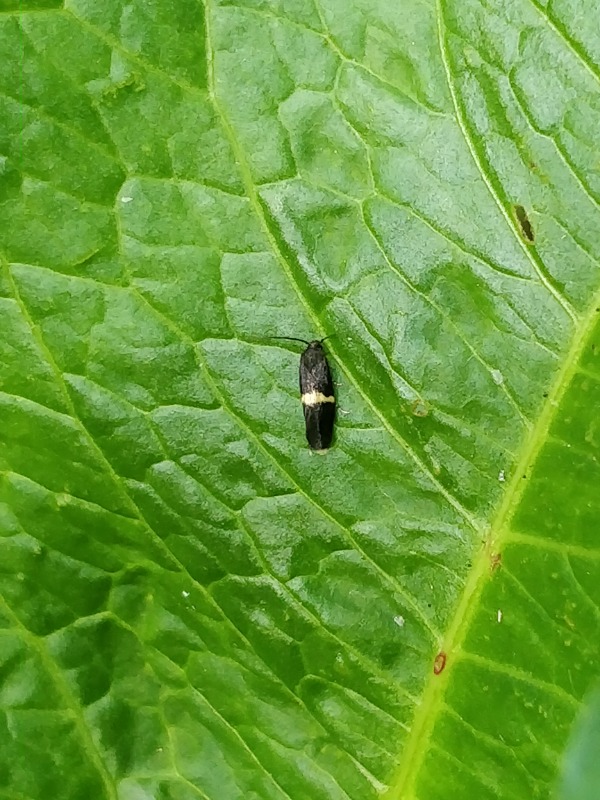 Elachista gangabella (Elachista gangabella)