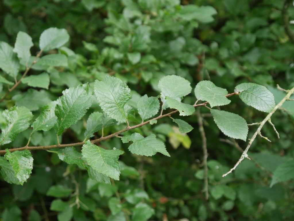 Prunus domestica (Prunus domestica)