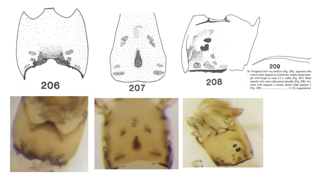 Simulium angustitarse (Simulium angustitarse)