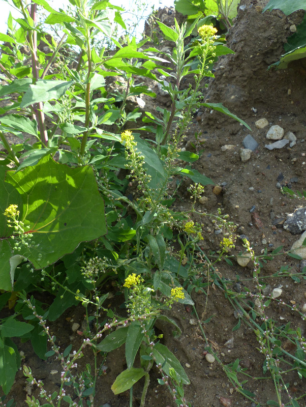 Rundskulpe (Neslia paniculata)