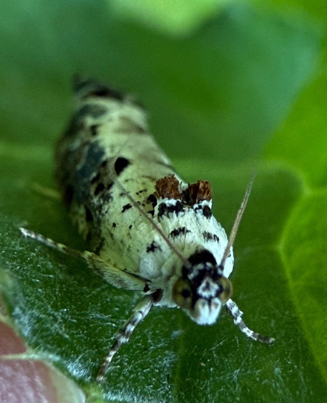 Hedya salicella (Hedya salicella)