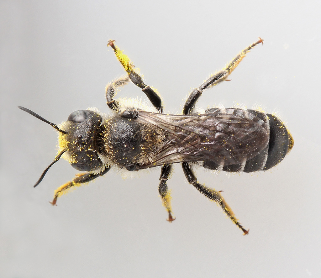 Gulsporet Gnavebi (Hoplitis claviventris)