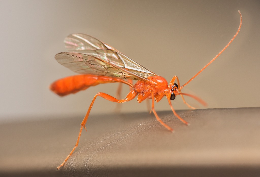 Ophion brevicornis (Ophion brevicornis)