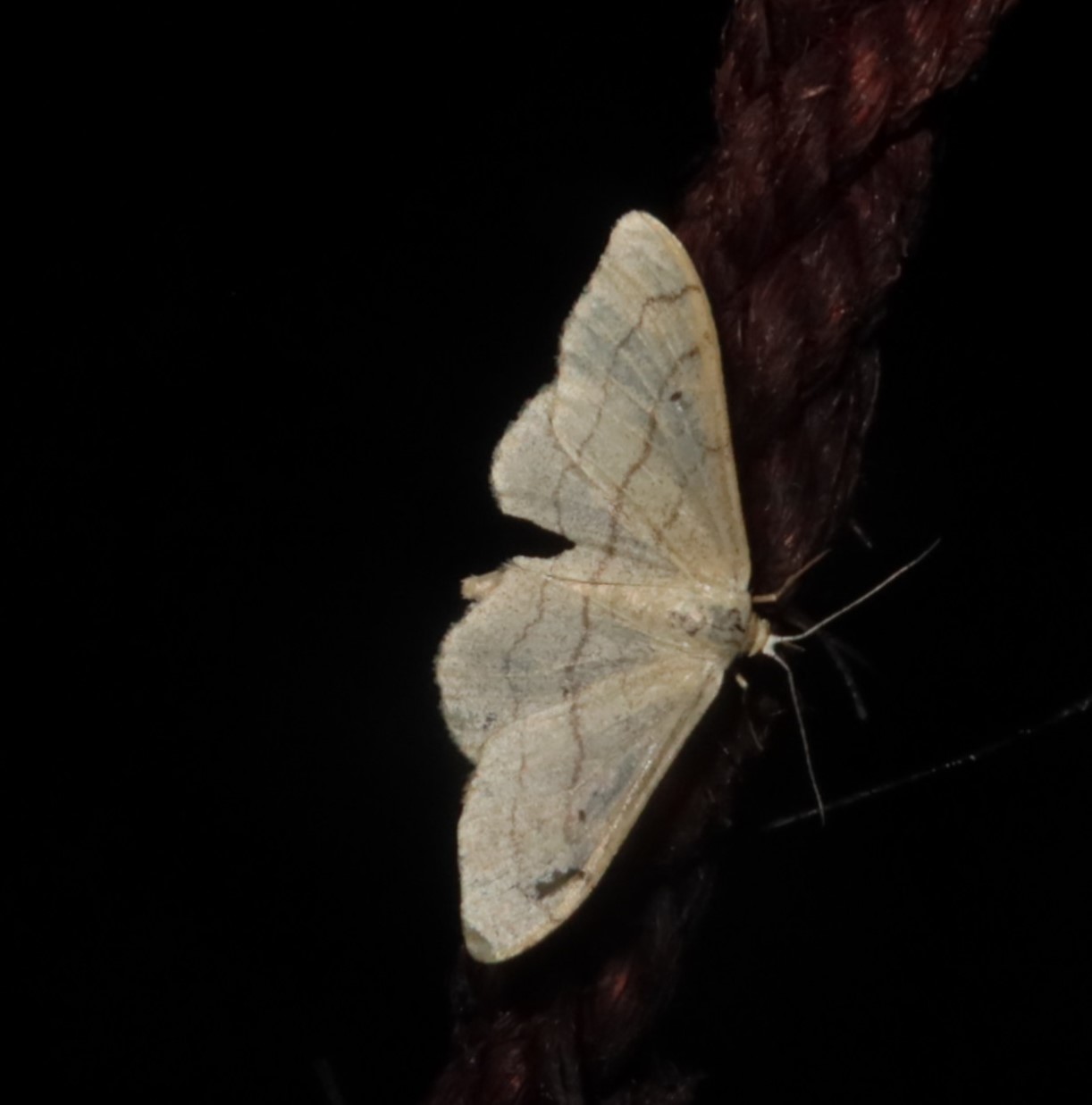 Vinkelstreget Løvmåler (Idaea aversata)