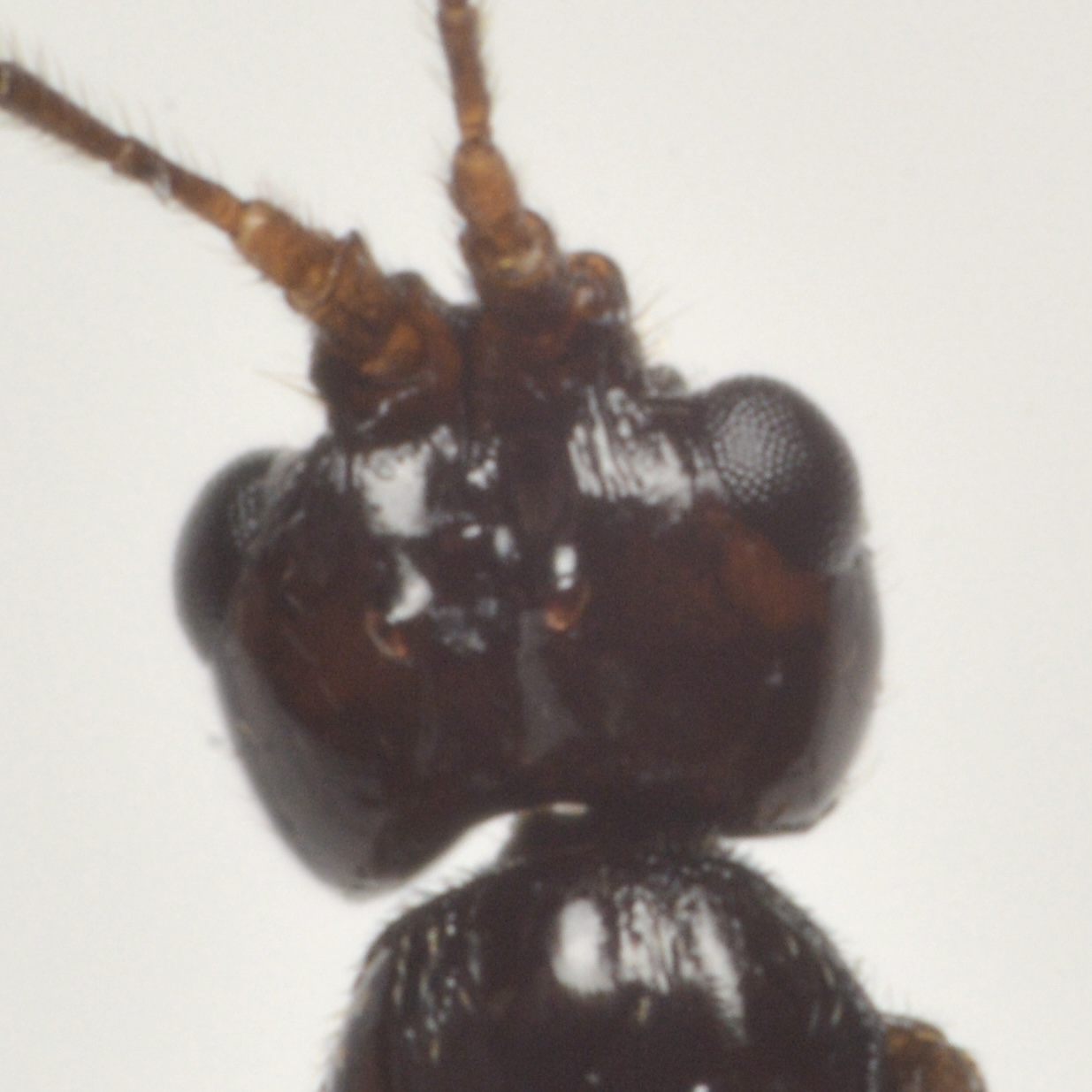 Cosmophorus klugi (Cosmophorus klugi)