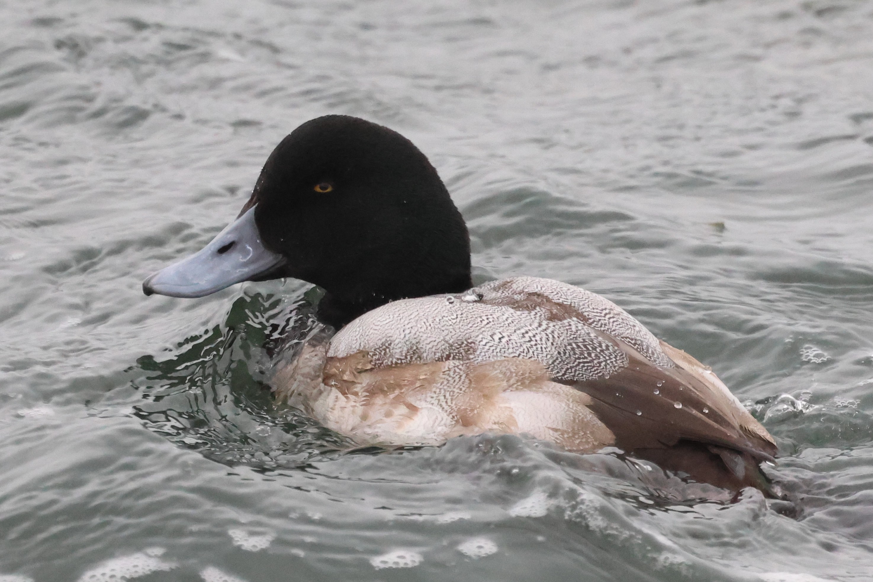 Bjergand (Aythya marila)