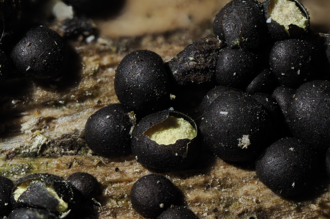 Orbicula parietina (Orbicula parietina)
