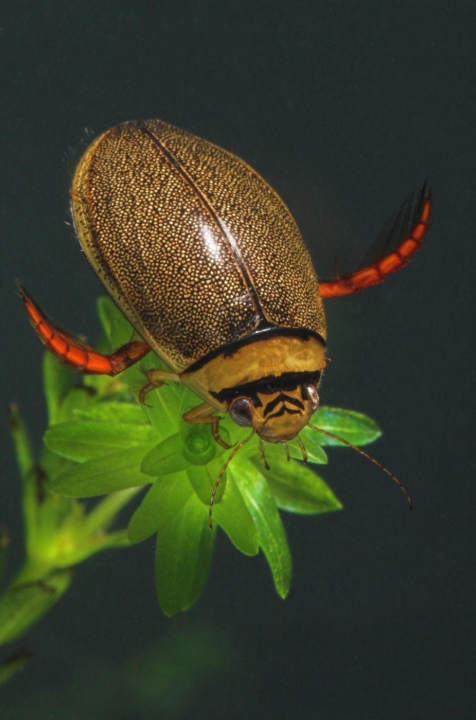 Lys Skivevandkalv (Graphoderus bilineatus)