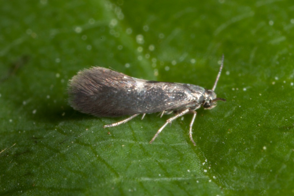 Ellebladhulsmøl (Heliozela resplendella)