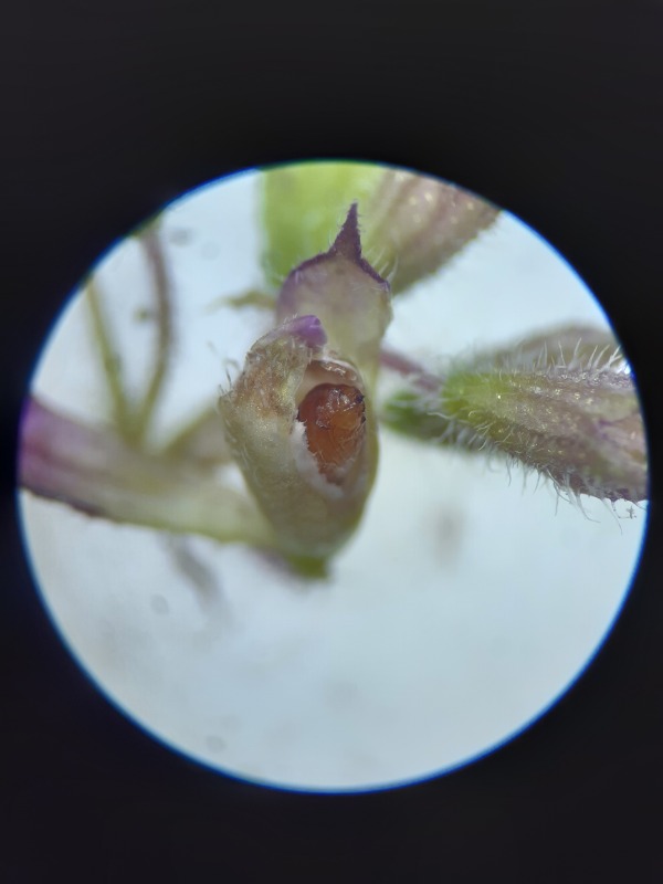 Asphondylia menthae (Asphondylia menthae)