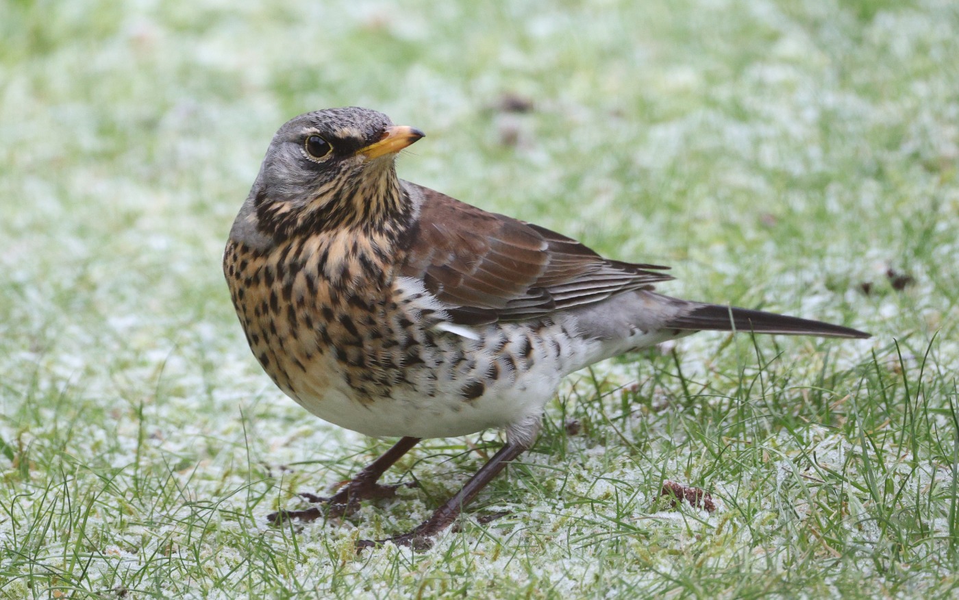 Sjagger (Turdus pilaris)