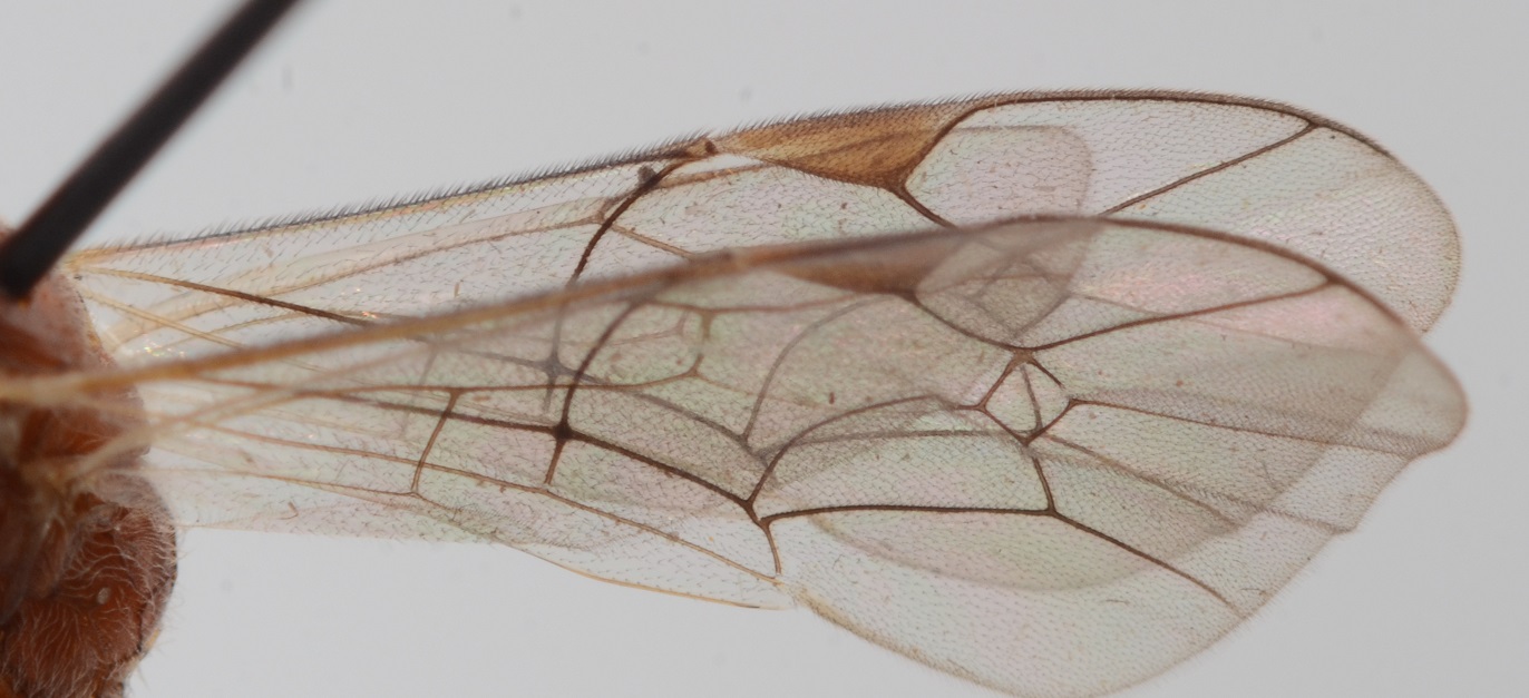 Mesochorus lapponicus (Mesochorus lapponicus)