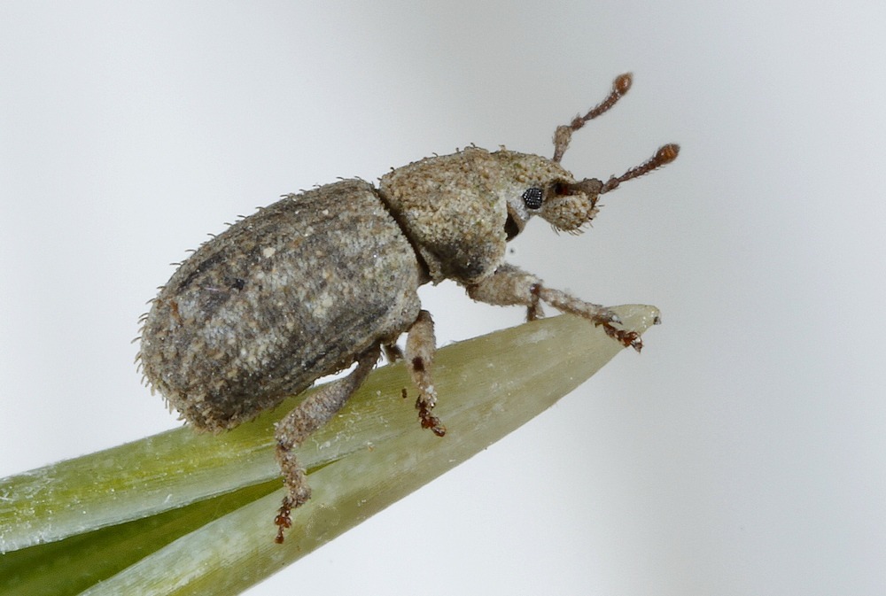 Trachyphloeus rectus (Trachyphloeus rectus)