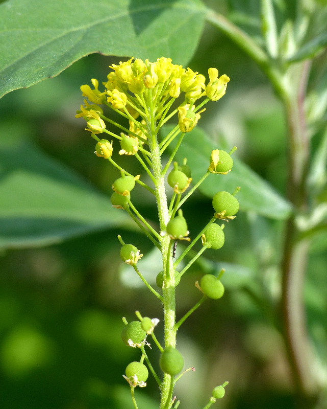 Rundskulpe (Neslia paniculata)