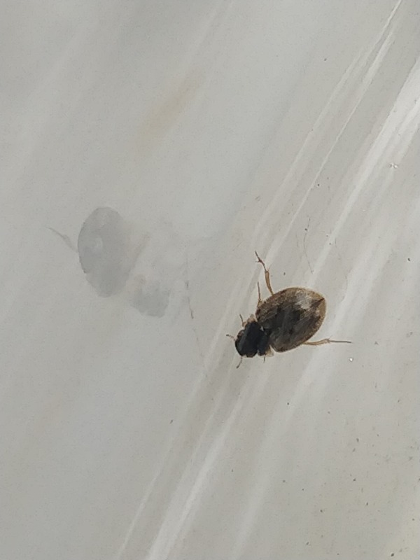 Laccobius sp. (Laccobius sp.)