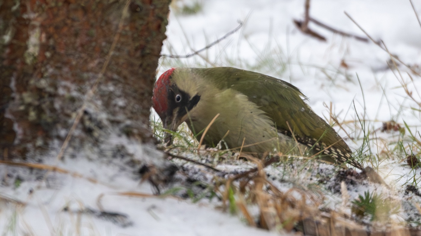 Grønspætte (Picus viridis)