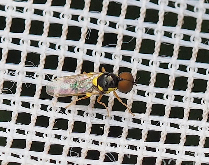 Oxycera nigricornis (Oxycera nigricornis)