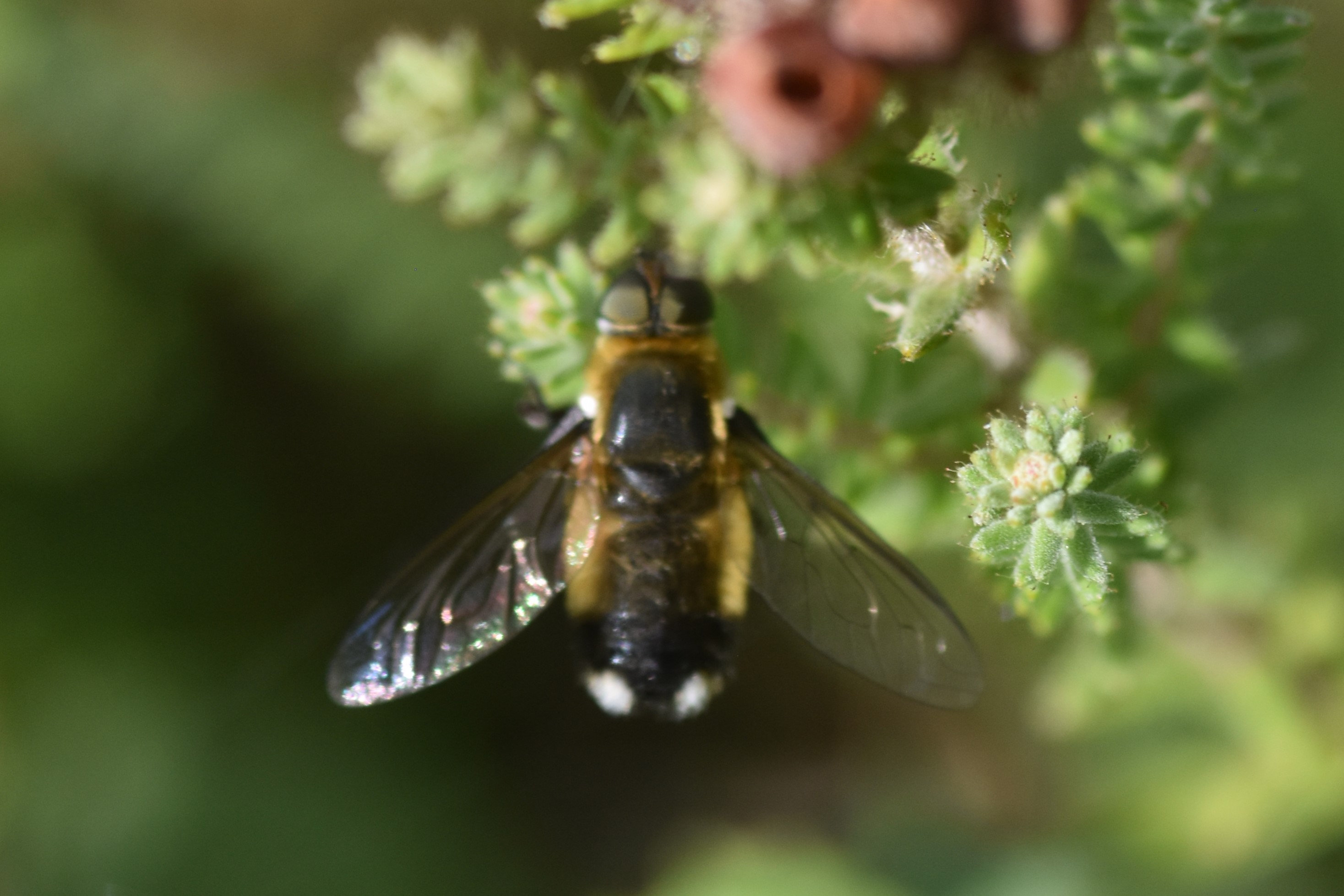 Villa modesta (Villa modesta)