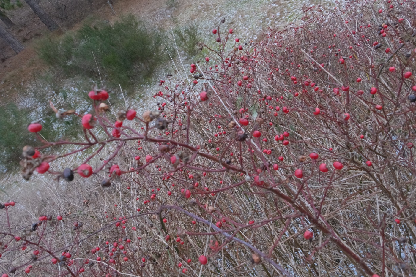 Glansbladet Rose (Rosa virginiana)
