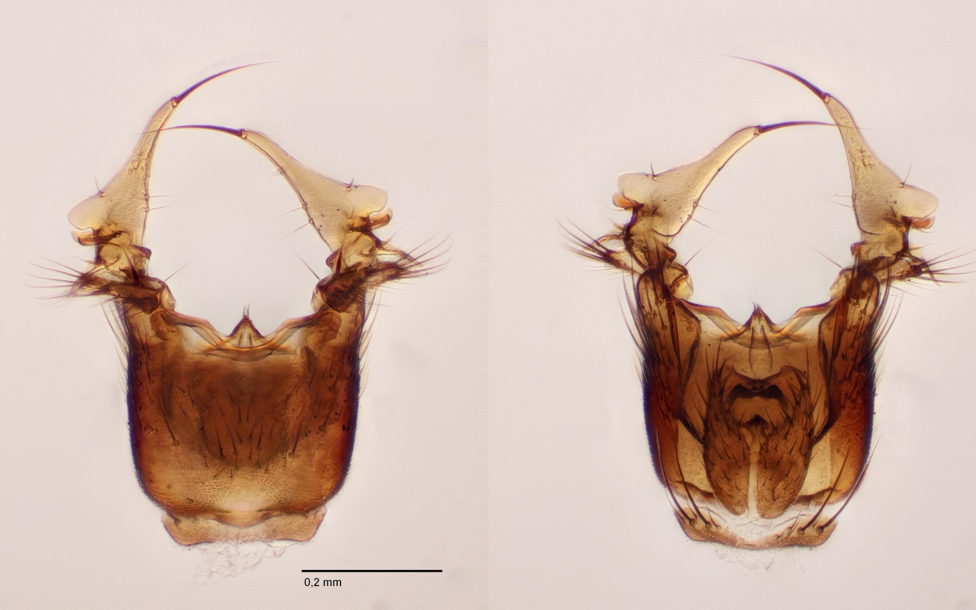 Mycetophila fraterna (Mycetophila fraterna)