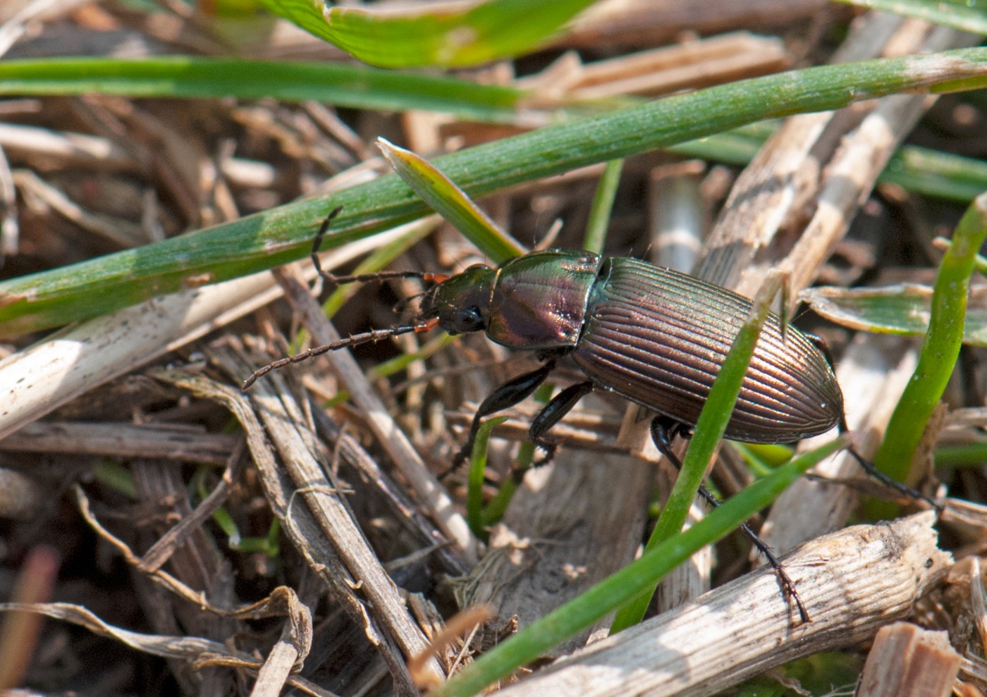 Lille Metaljordløber (Poecilus versicolor)