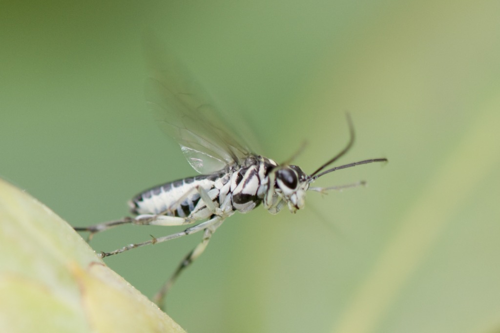 Pachyprotasis rapae (Pachyprotasis rapae)