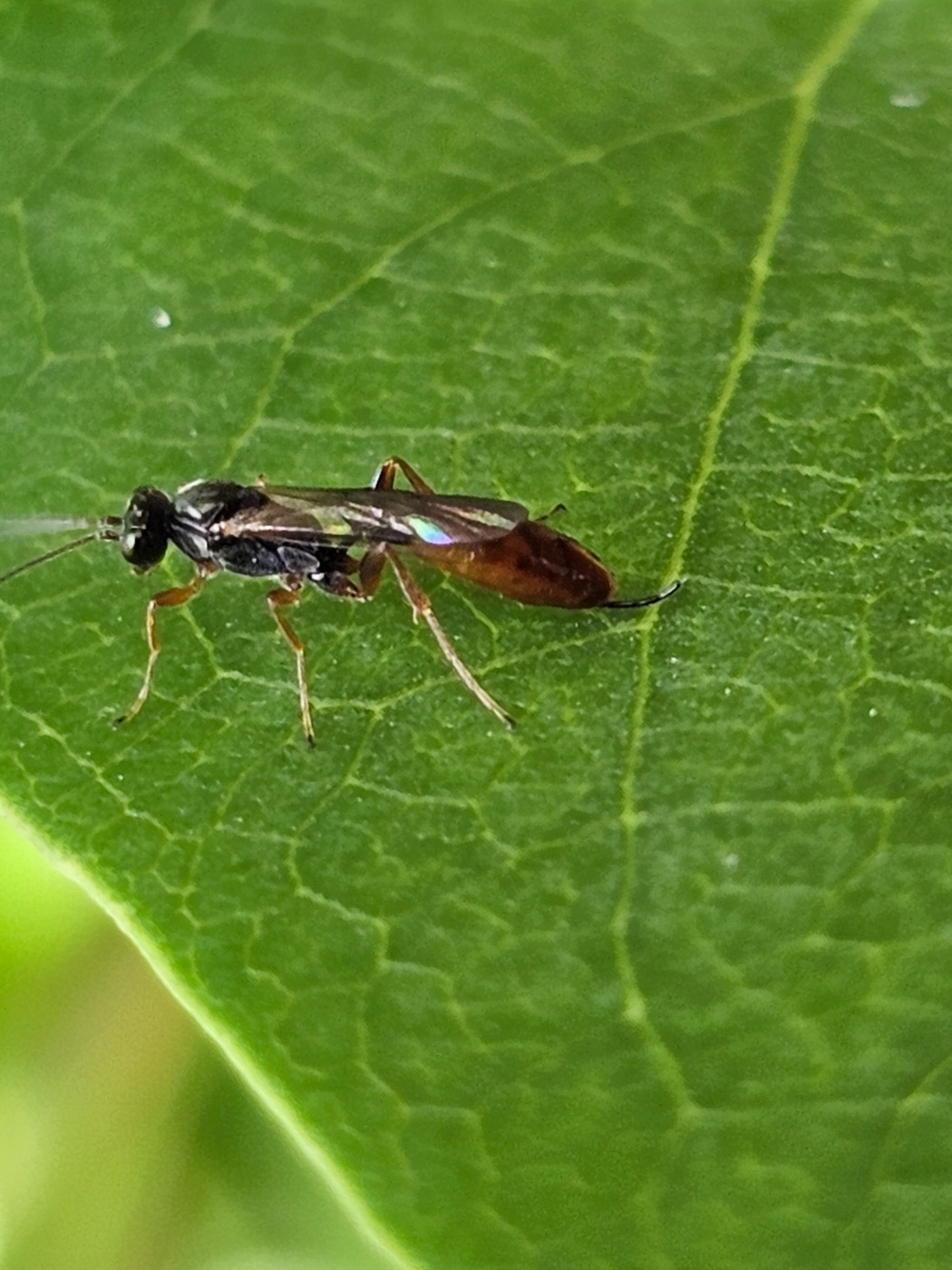Barycnemis sp. (Barycnemis sp.)