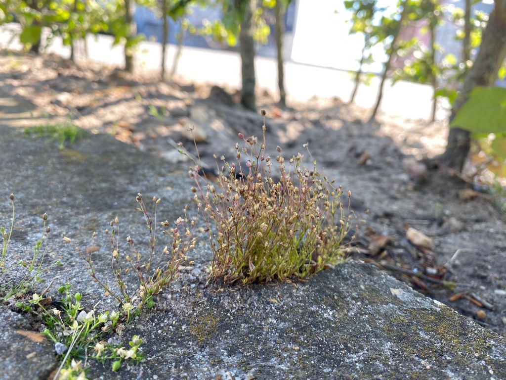 Håret Firling (Sagina micropetala)