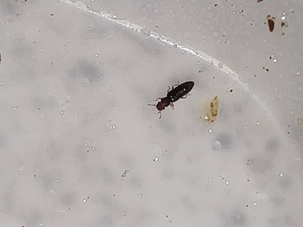 Euaesthetus ruficapillus (Euaesthetus ruficapillus)