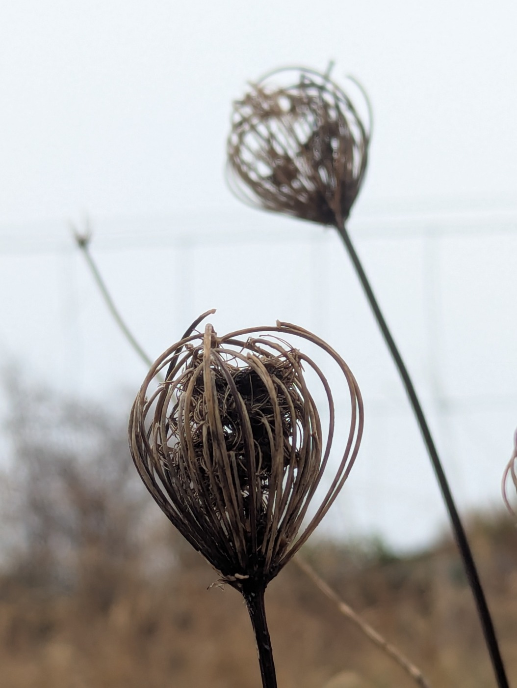 Vild Gulerod (Daucus carota ssp. carota)