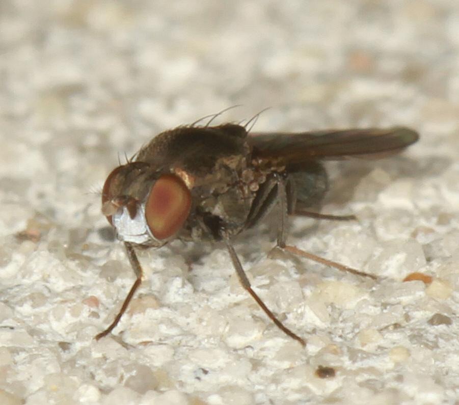 Gymnoclasiopa plumosa (Gymnoclasiopa plumosa)