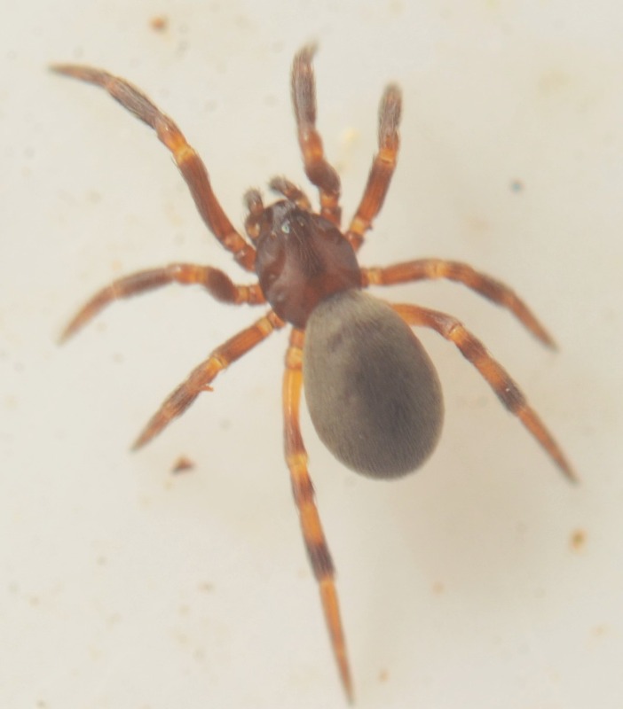 Phycosoma inornatum (Phycosoma inornatum) Naturbasen