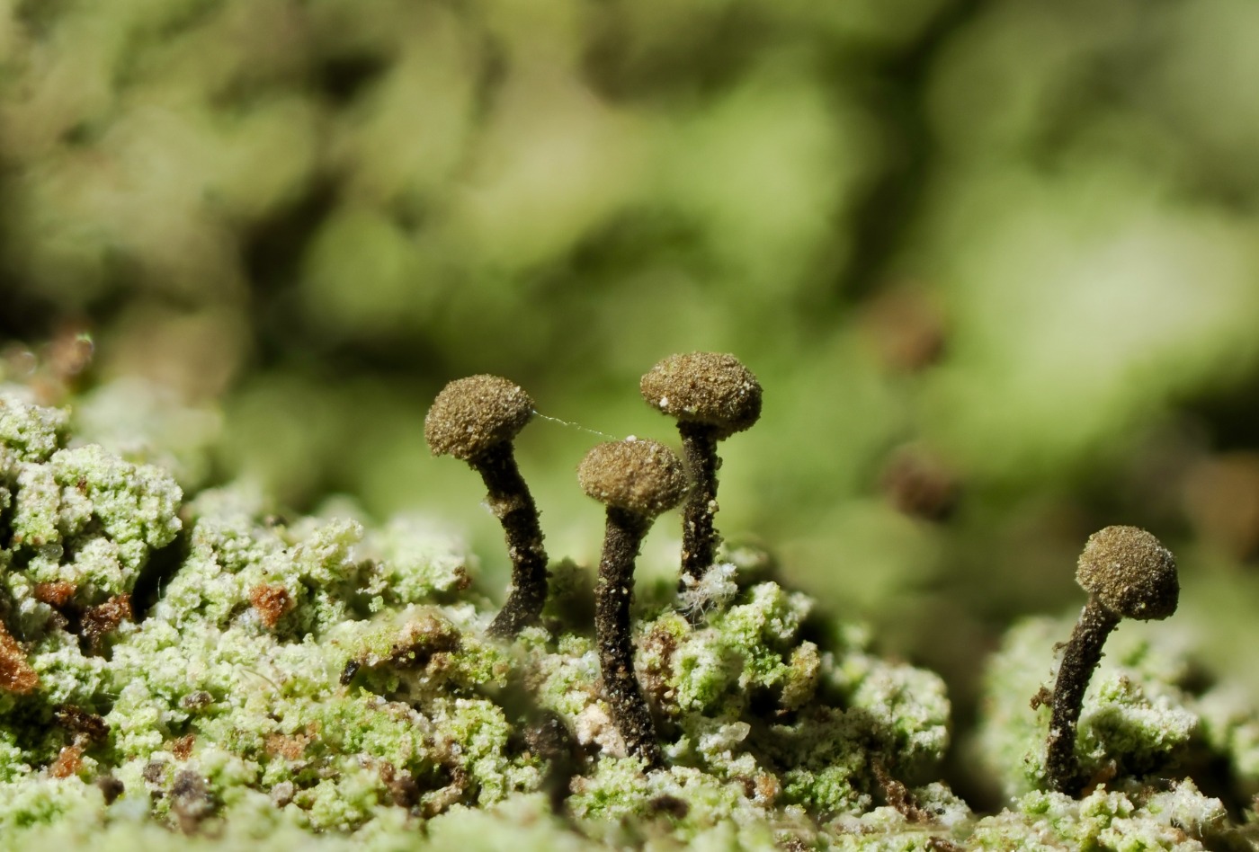 Melet Knappenålslav (Chaenotheca stemonea) - Naturbasen