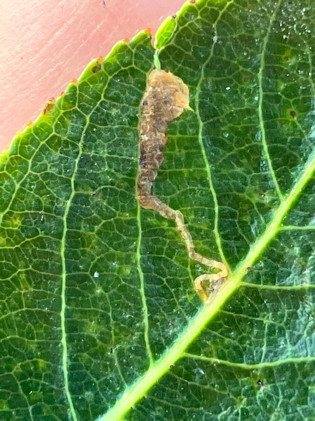 Stigmella obliquella (Stigmella obliquella)